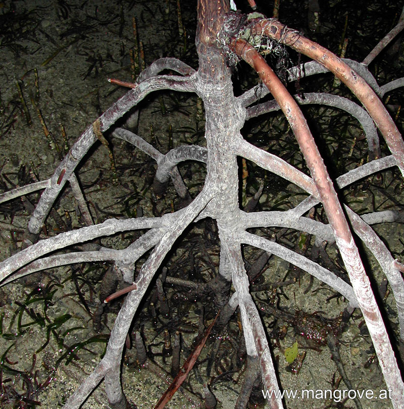 mangroves roots